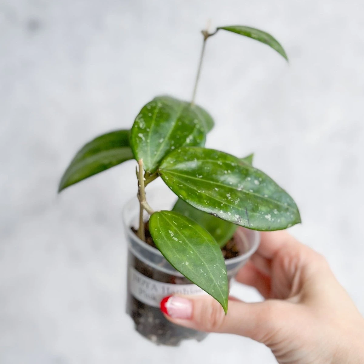 Hoya Hanhai - Pink Hanhai Hoya - 3 Inch 6 Hoya Hanhai - Pink Hanhai Hoya - 3 Inch - Image 4