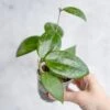 Hoya Hanhai - Pink Hanhai Hoya - 3 Inch -Ed's plant shop hoya hanhai pink hanhai hoya 3 inch 759921