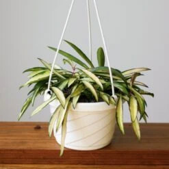 Hoya Kentiana Variegata - Hanging Basket -Ed's plant shop hoya kentiana variegata hanging basket 210723