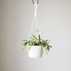 Hoya Kentiana Variegata - Hanging Basket -Ed's plant shop hoya kentiana variegata hanging basket 428329