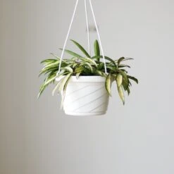 Hoya Kentiana Variegata - Hanging Basket -Ed's plant shop hoya kentiana variegata hanging basket 803736