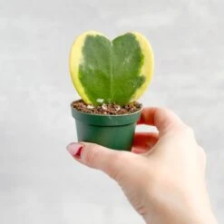 Hoya Kerrii Varigated 'Hoya Heart' Sweetheart Plants -Ed's plant shop hoya kerrii varigated hoya heart sweetheart plant 738651