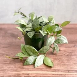 Hoya Krohniana 'Super Silver' -Ed's plant shop hoya krohniana silver silver hoya 45 inch 622890