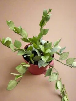 Hoya Krohniana 'Super Silver' -Ed's plant shop hoya krohniana super silver super silver hoya 458407