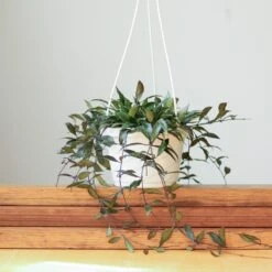 Hoya Lacunosa ‘Royal Flush’ -Ed's plant shop hoya lacunosa royal flush 111759