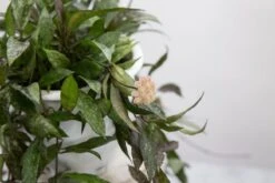 Hoya Lacunosa ‘Royal Flush’ -Ed's plant shop hoya lacunosa royal flush 140585