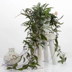 Hoya Lacunosa ‘Royal Flush’ -Ed's plant shop hoya lacunosa royal flush 367006