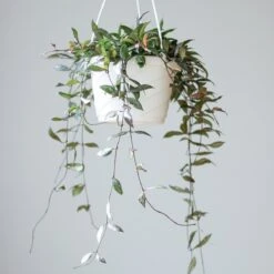 Hoya Lacunosa ‘Royal Flush’ -Ed's plant shop hoya lacunosa royal flush 538273