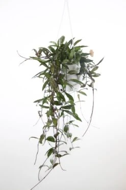 Hoya Lacunosa ‘Royal Flush’ -Ed's plant shop hoya lacunosa royal flush 804118