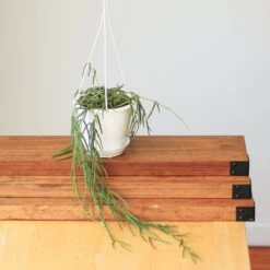 Hoya Linearis - Wax Vine -Ed's plant shop hoya linearis wax vine 203123