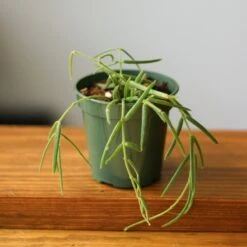 Hoya Linearis - Wax Vine -Ed's plant shop hoya linearis wax vine 487149