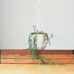 Hoya Linearis - Wax Vine -Ed's plant shop hoya linearis wax vine 971978