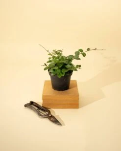 Hoya 'Mathilde' - Miniature Wax Plant -Ed's plant shop hoya mathilde miniature wax plant 276675