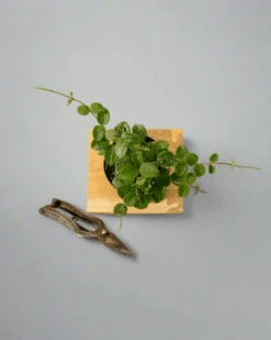 Hoya 'Mathilde' - Miniature Wax Plant -Ed's plant shop hoya mathilde miniature wax plant 334829