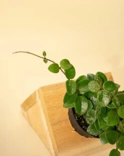 Hoya 'Mathilde' - Miniature Wax Plant -Ed's plant shop hoya mathilde miniature wax plant 814865