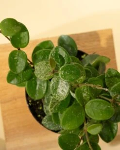 Hoya 'Mathilde' - Miniature Wax Plant -Ed's plant shop hoya mathilde miniature wax plant 992386