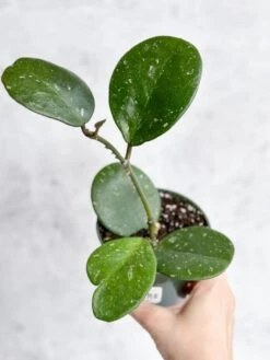 Hoya Obovata ‘Splash’ - Splash Variegated Hoya - 4 Inch -Ed's plant shop hoya obovata splash splash variegated hoya 4 inch 752019
