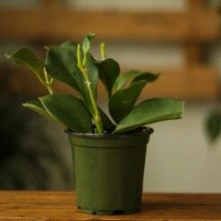 Hoya Pachyclada -Ed's plant shop hoya pachyclada 252666
