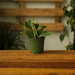 Hoya Pachyclada -Ed's plant shop hoya pachyclada 286070