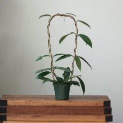 Hoya Pubicalyx 'Splash' Wax Plant -Ed's plant shop hoya pubicalyx splash wax plant 436126