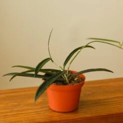 Hoya Shepherdii ‘String Bean’ -Ed's plant shop hoya shepherdii string bean 133395