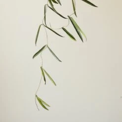 Hoya Shepherdii ‘String Bean’ -Ed's plant shop hoya shepherdii string bean 169742