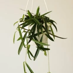 Hoya Shepherdii βString Beanβ