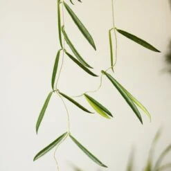Hoya Shepherdii ‘String Bean’ -Ed's plant shop hoya shepherdii string bean 403312