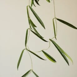 Hoya Shepherdii ‘String Bean’ -Ed's plant shop hoya shepherdii string bean 493654