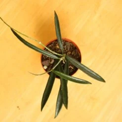 Hoya Shepherdii ‘String Bean’ -Ed's plant shop hoya shepherdii string bean 531953