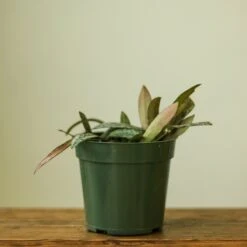 Hoya Sigillatis – Rare Silver-Speckled Hoya -Ed's plant shop hoya sigillatis 624773