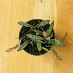 Hoya Sigillatis – Rare Silver-Speckled Hoya -Ed's plant shop hoya sigillatis 792692