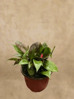 Front Page -Ed's plant shop hoya sunrise brightly variegated wax plant 962170