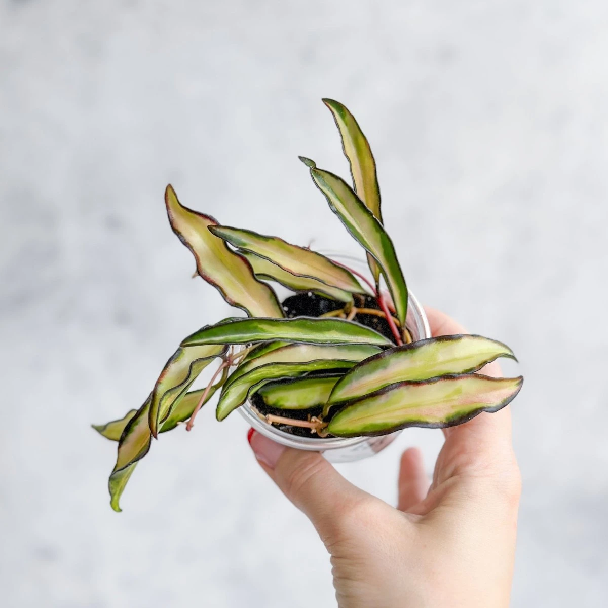 Hoya Wayetii Tricolor Variegated 4 Hoya Wayetii Tricolor Variegated - Image 2