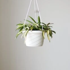 Hoya Wayetii Tricolor Variegated 15 Hoya Wayetii Tricolor Variegated -Ed's plant shop hoya wayetii tricolor variegated various sizes 131743