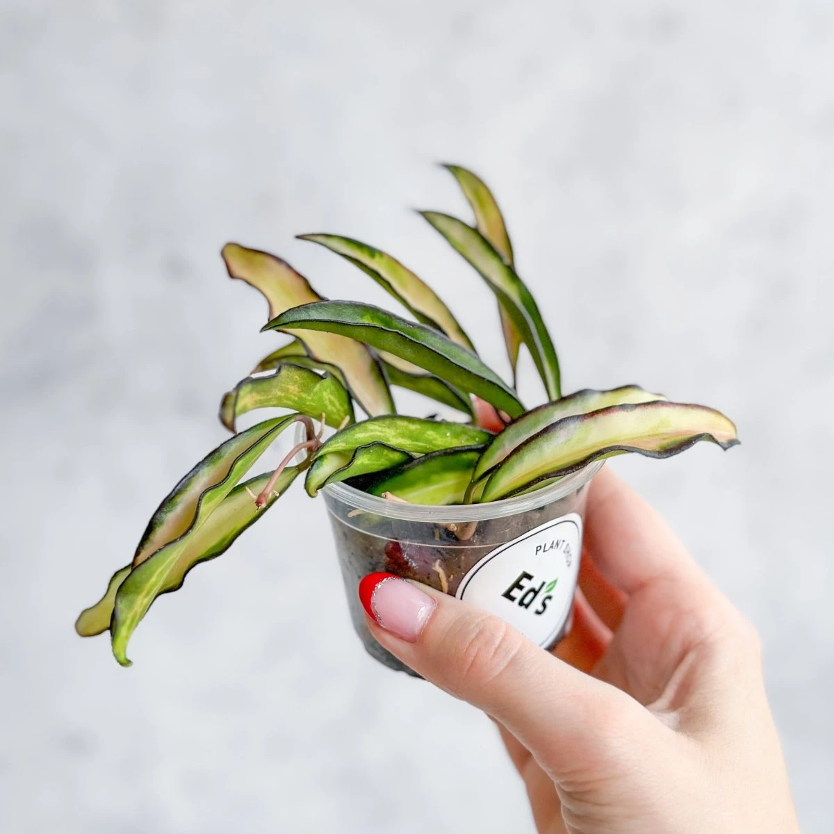 Hoya Wayetii Tricolor Variegated 6 Hoya Wayetii Tricolor Variegated - Image 4