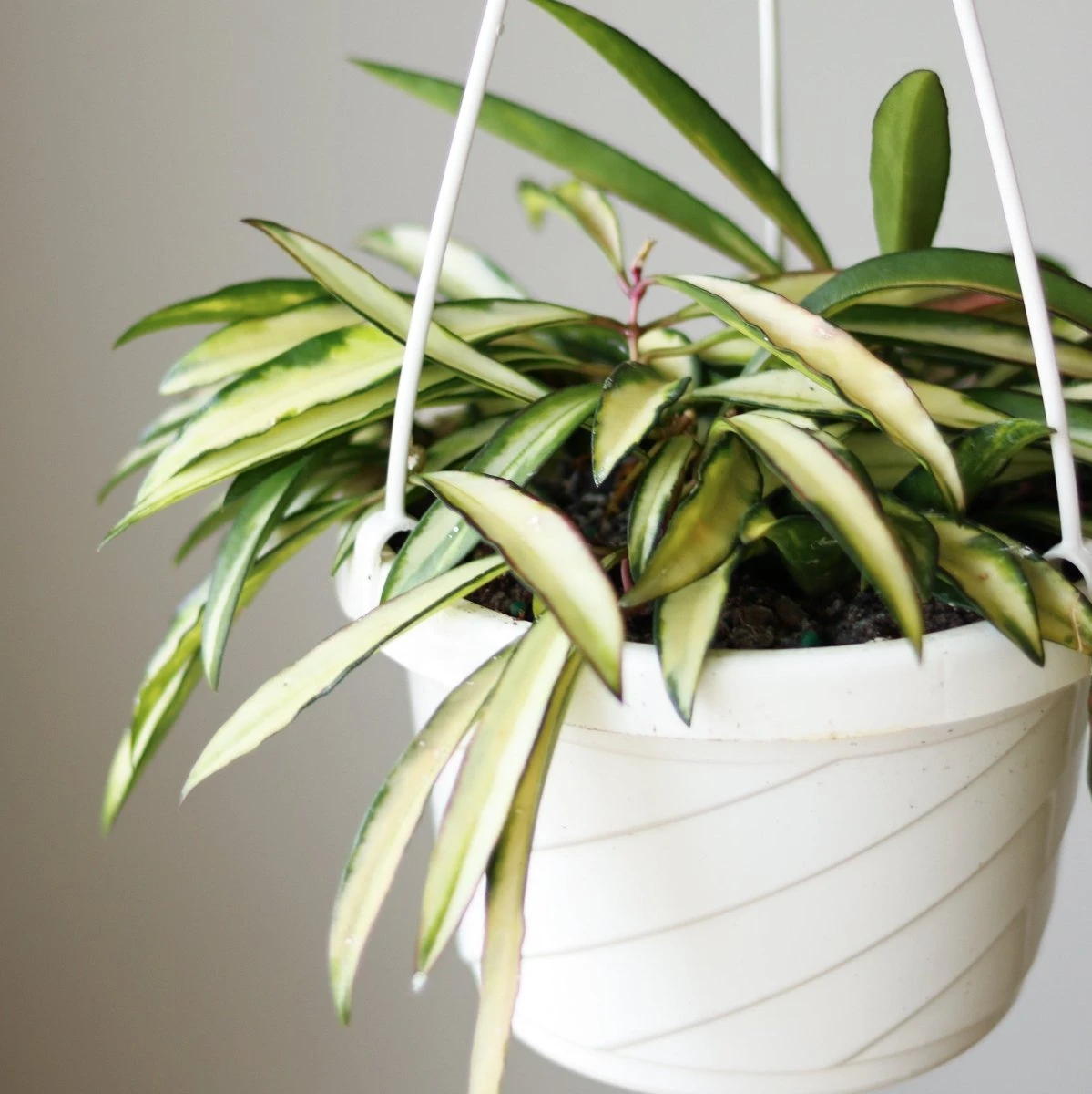 Hoya Wayetii Tricolor Variegated 8 Hoya Wayetii Tricolor Variegated - Image 6