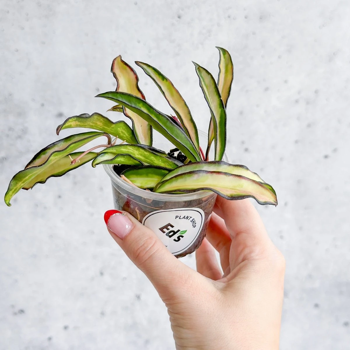 Hoya Wayetii Tricolor Variegated 5 Hoya Wayetii Tricolor Variegated - Image 3