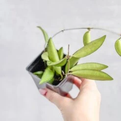 Hoya Wayetti - Waytti Hoya 13 Hoya Wayetti - Waytti Hoya -Ed's plant shop hoya wayetti waytti hoya 282547