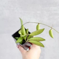 Hoya Wayetti - Waytti Hoya 12 Hoya Wayetti - Waytti Hoya -Ed's plant shop hoya wayetti waytti hoya 301317