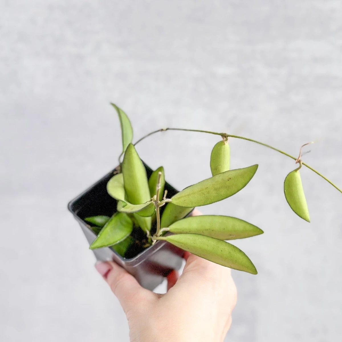 Hoya Wayetti - Waytti Hoya 7 Hoya Wayetti - Waytti Hoya - Image 5