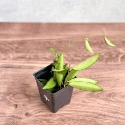 Hoya Wayetti - Waytti Hoya 11 Hoya Wayetti - Waytti Hoya -Ed's plant shop hoya wayetti waytti hoya 505687