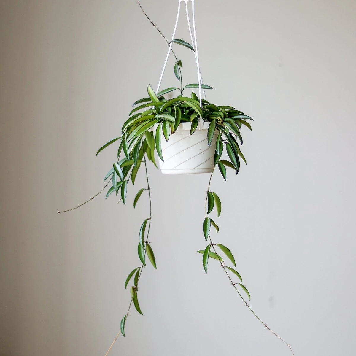 Hoya Wayetti - Waytti Hoya 3 Hoya Wayetti - Waytti Hoya