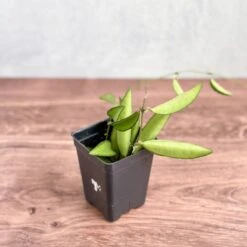 Hoya Wayetti - Waytti Hoya 10 Hoya Wayetti - Waytti Hoya -Ed's plant shop hoya wayetti waytti hoya 900346