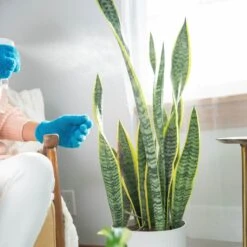 Instant Plant Protection 4-Tablet Pouch Bundle (2 Pack) 13 Instant Plant Protection 4-Tablet Pouch Bundle (2 Pack) -Ed's plant shop instant plant protection 4 tablet pouch bundle 2 pack 449865