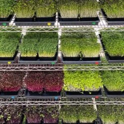 Integrated 4' LED Grow Light– Dual T8 Sun White Pro Spectrum -Ed's plant shop integrated 4 led grow light dual t8 sun white pro spectrum 965067