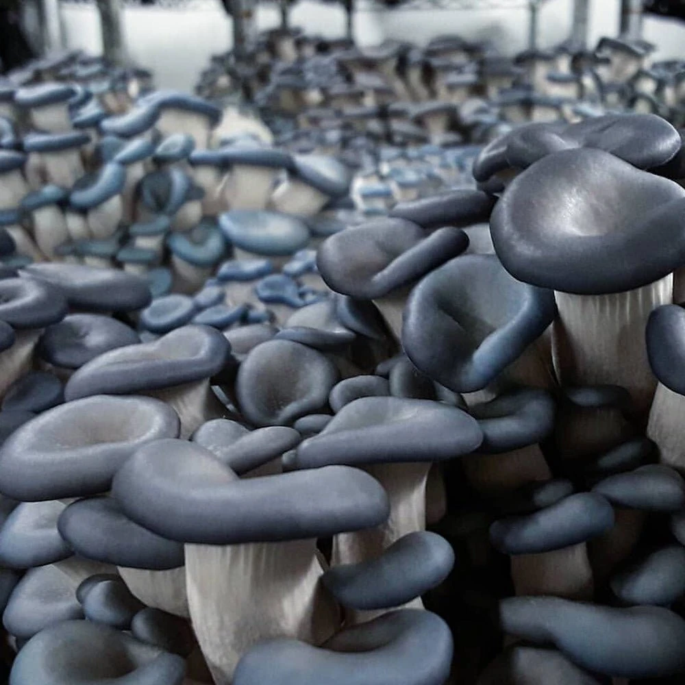 Integrated Dual T8 2FT LED Mushroom Grow Light (40W Eqv.) – Blue Sun Spectrum 6 Integrated Dual T8 2FT LED Mushroom Grow Light (40W Eqv.) – Blue Sun Spectrum - Image 4