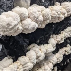 Integrated Dual T8 2FT LED Mushroom Grow Light (40W Eqv.) – Blue Sun Spectrum 10 Integrated Dual T8 2FT LED Mushroom Grow Light (40W Eqv.) – Blue Sun Spectrum -Ed's plant shop integrated dual t8 2ft led mushroom grow light 40w eqv blue sun spectrum 629512