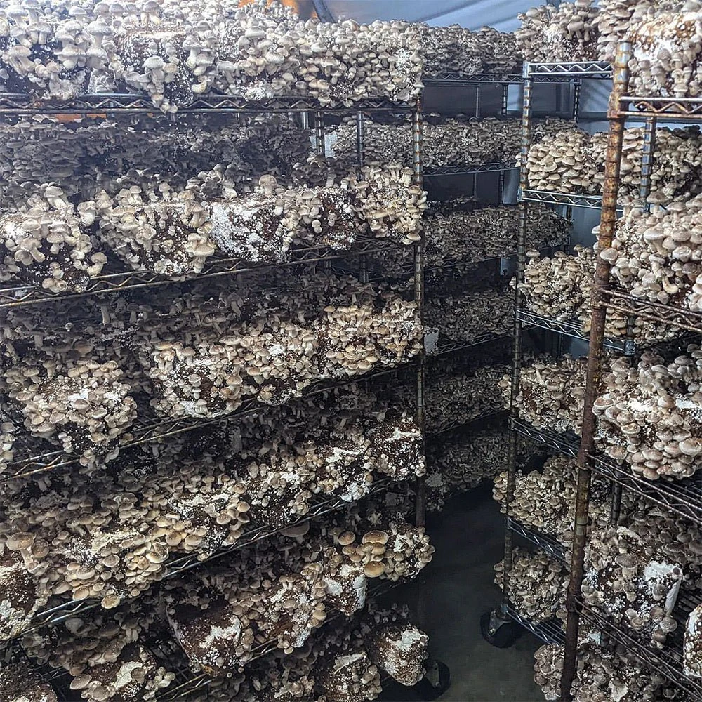 Integrated Dual T8 2FT LED Mushroom Grow Light (40W Eqv.) – Blue Sun Spectrum 7 Integrated Dual T8 2FT LED Mushroom Grow Light (40W Eqv.) – Blue Sun Spectrum - Image 5