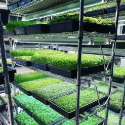 Integrated Strip 4' LED Grow Light–T5 Sun White Pro Spectrum 15 Integrated Strip 4' LED Grow Light–T5 Sun White Pro Spectrum -Ed's plant shop integrated strip 4 led grow light t5 sun white pro spectrum 664433